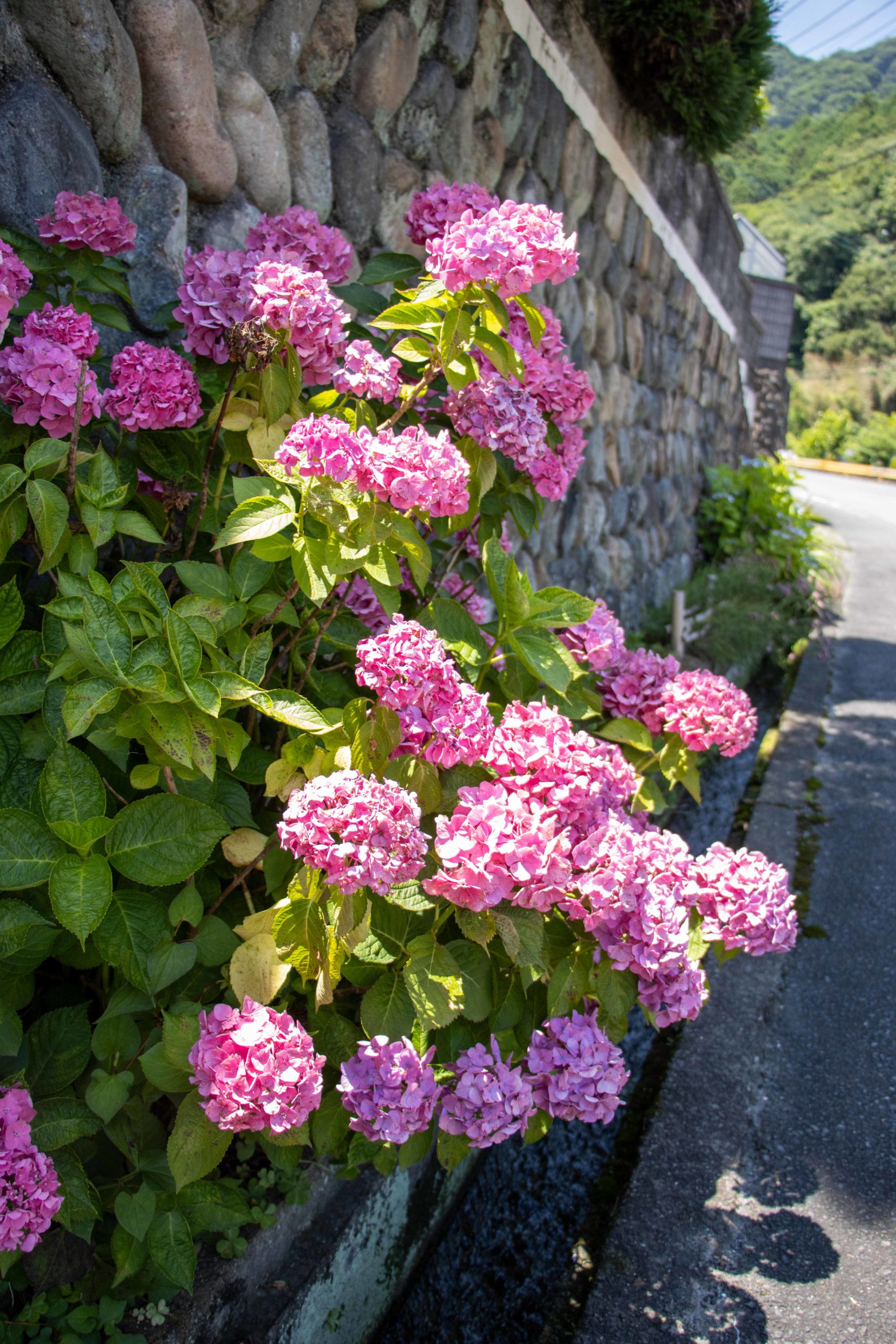 ピンクのアジサイ。