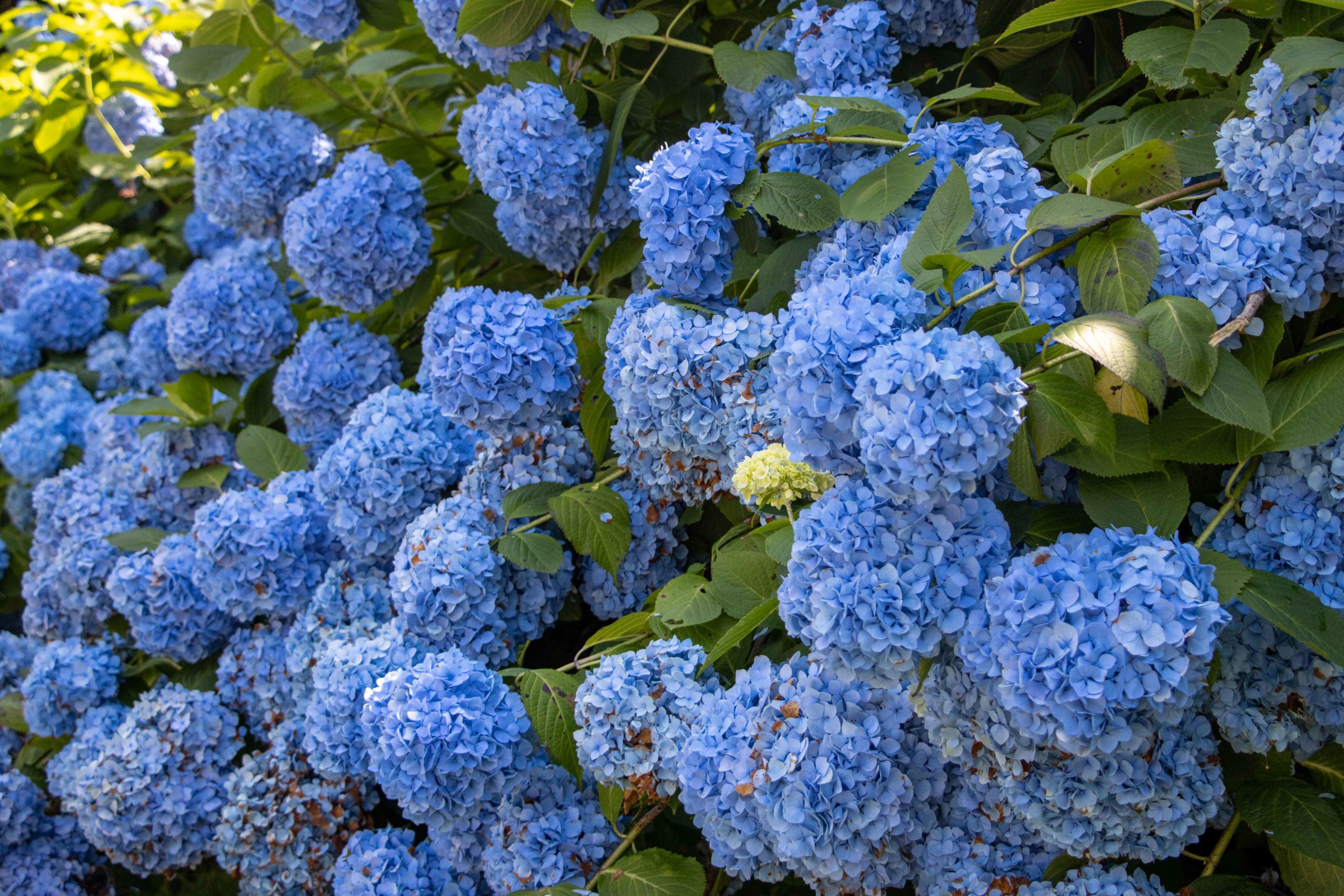 青色のアジサイ。