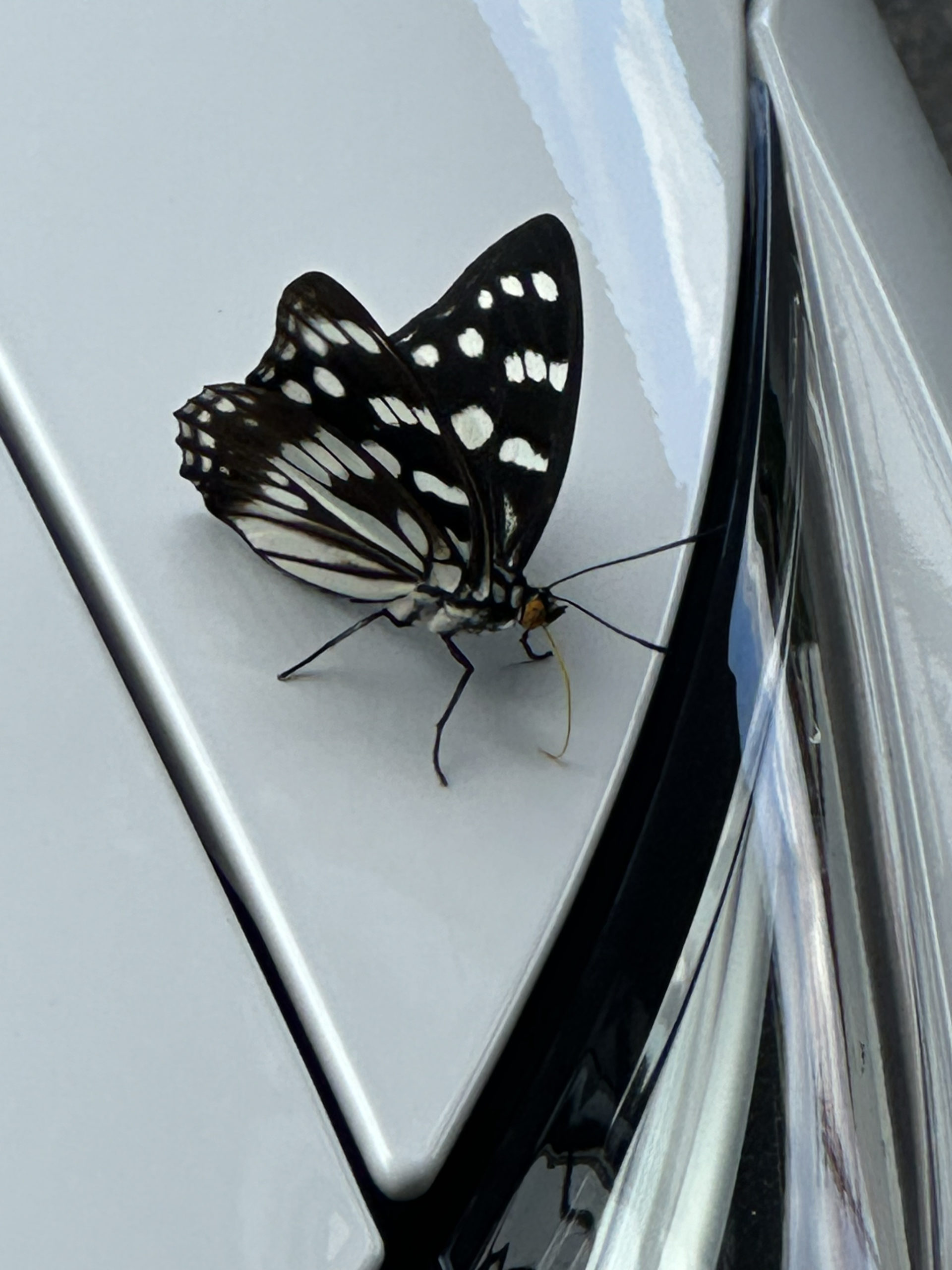 ゴマダラチョウ