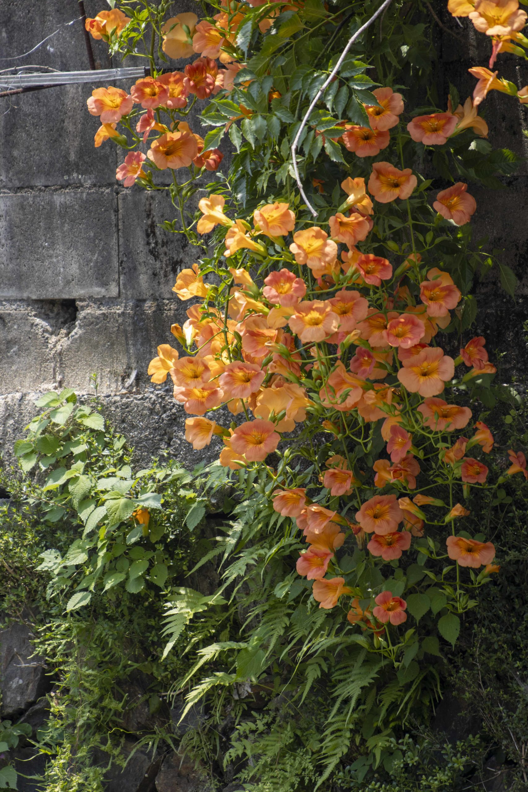 ノウゼンカズラ