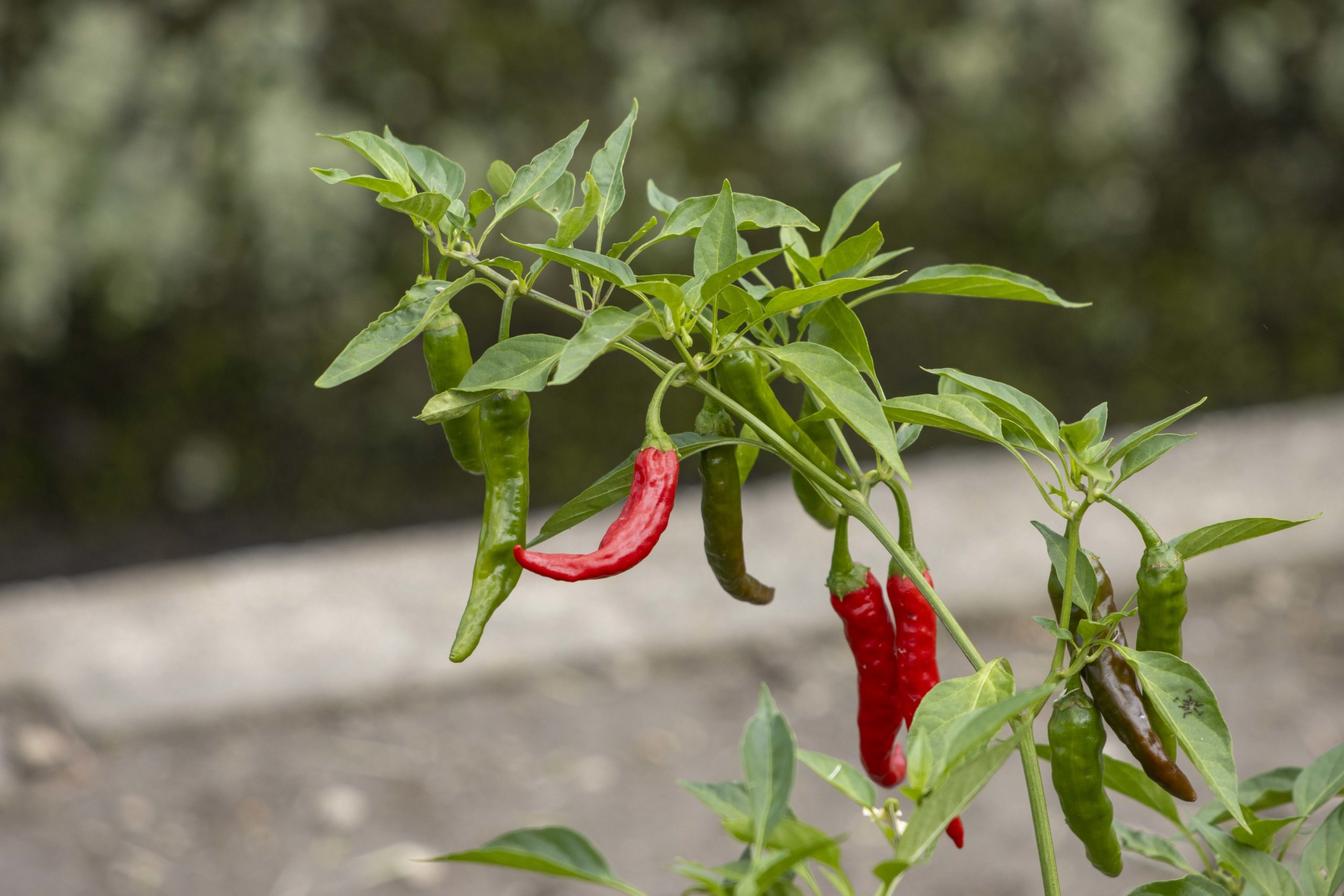 唐辛子。近隣の畑にて。
