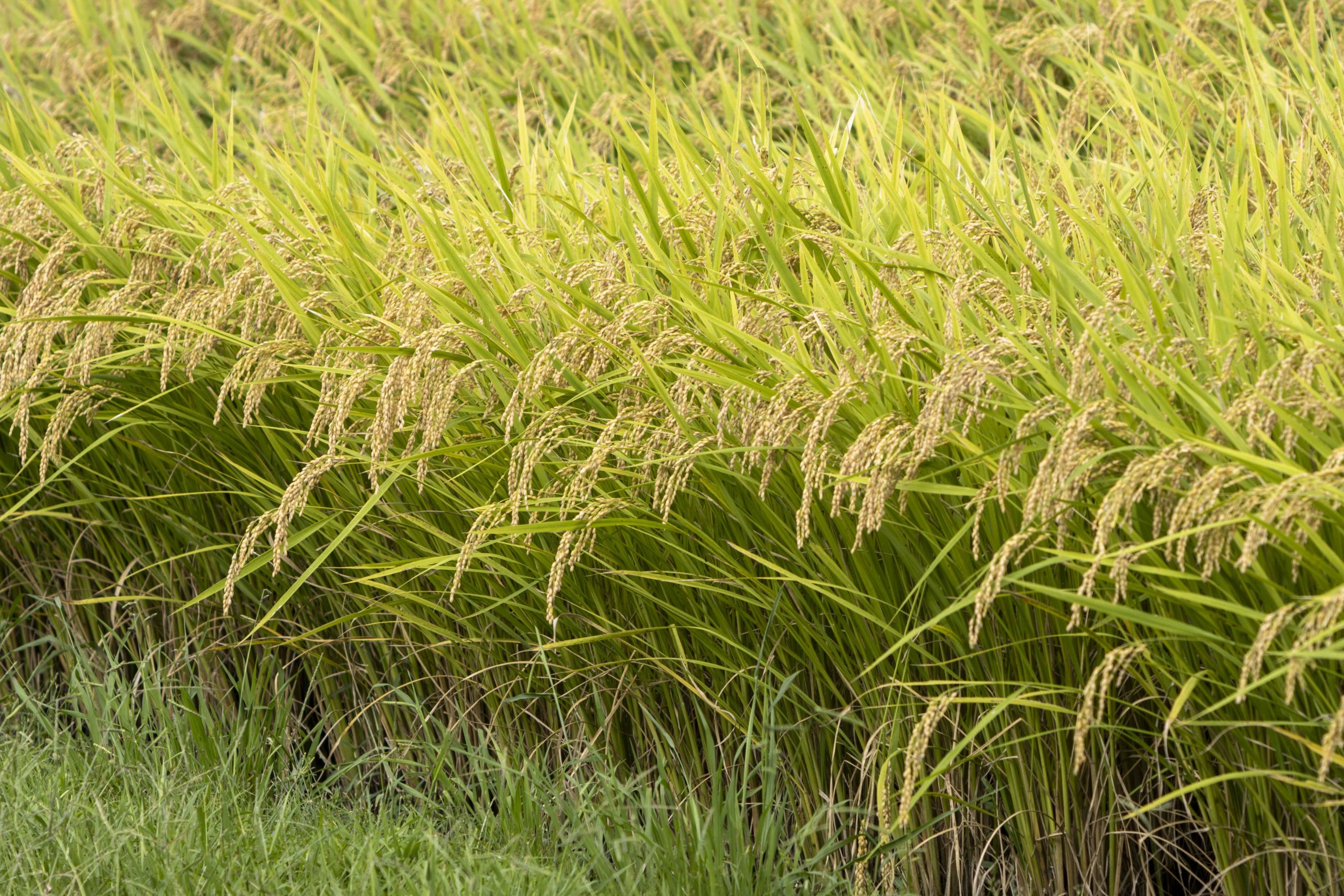 稲刈り前、頭を垂れる穂。