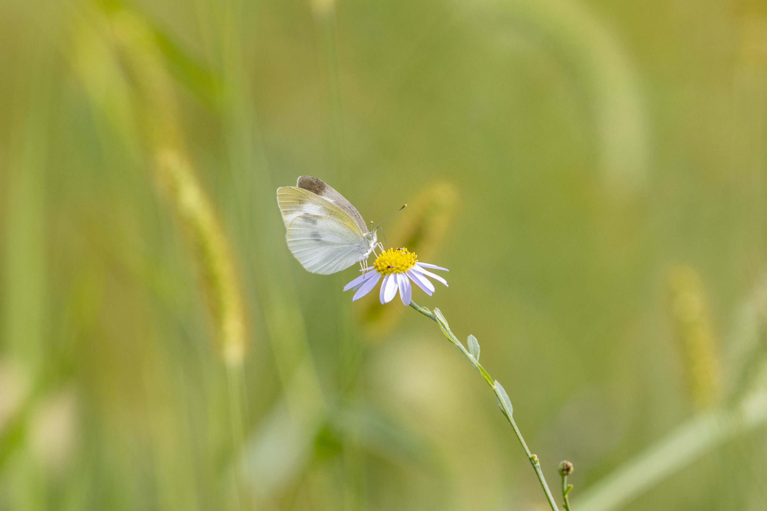 モンシロチョウ