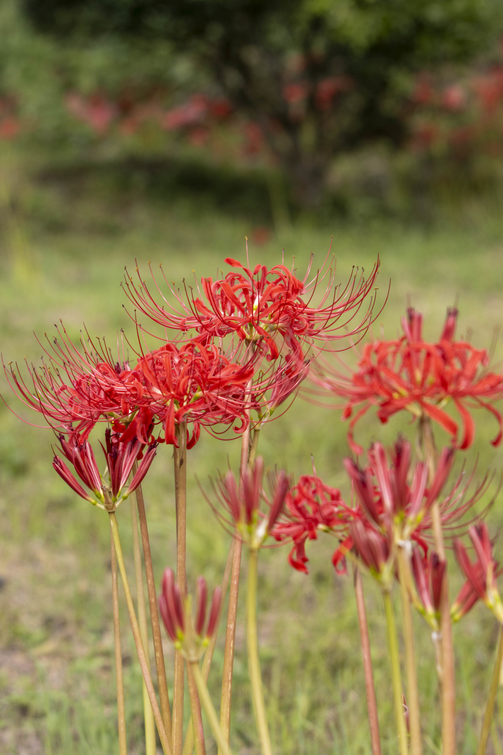 彼岸花の季節