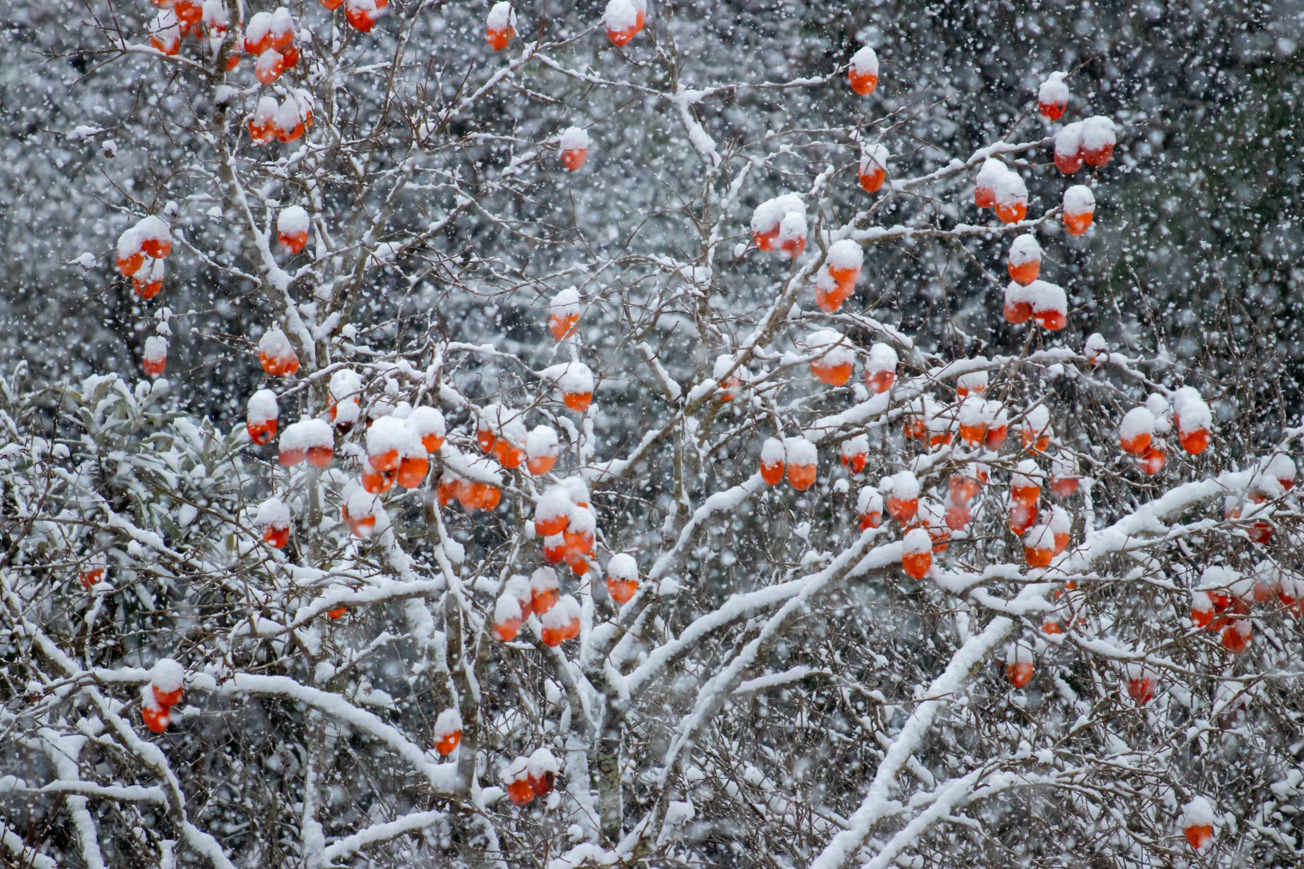 雪と柿