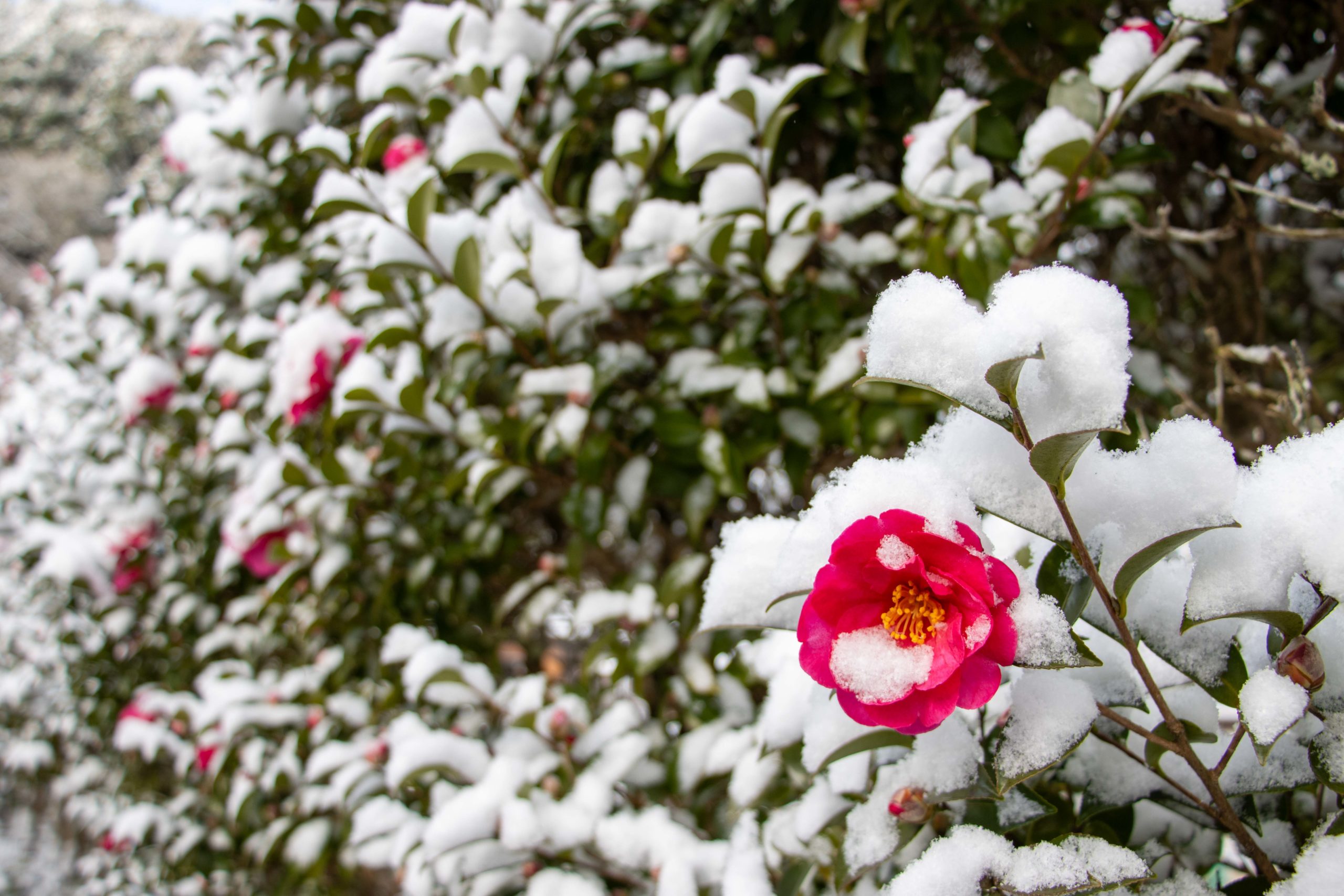 雪とサザンカ2