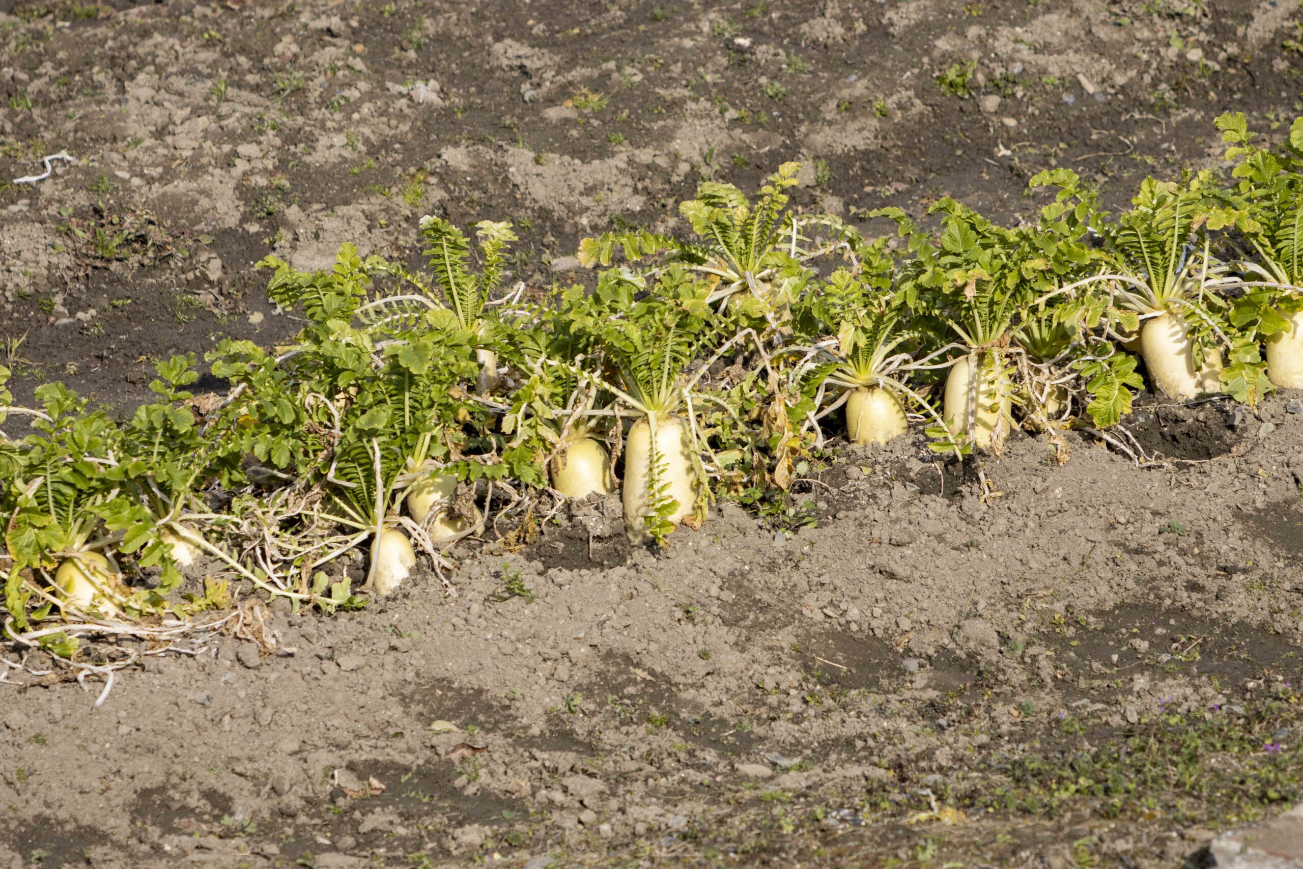 近所の畑の大根