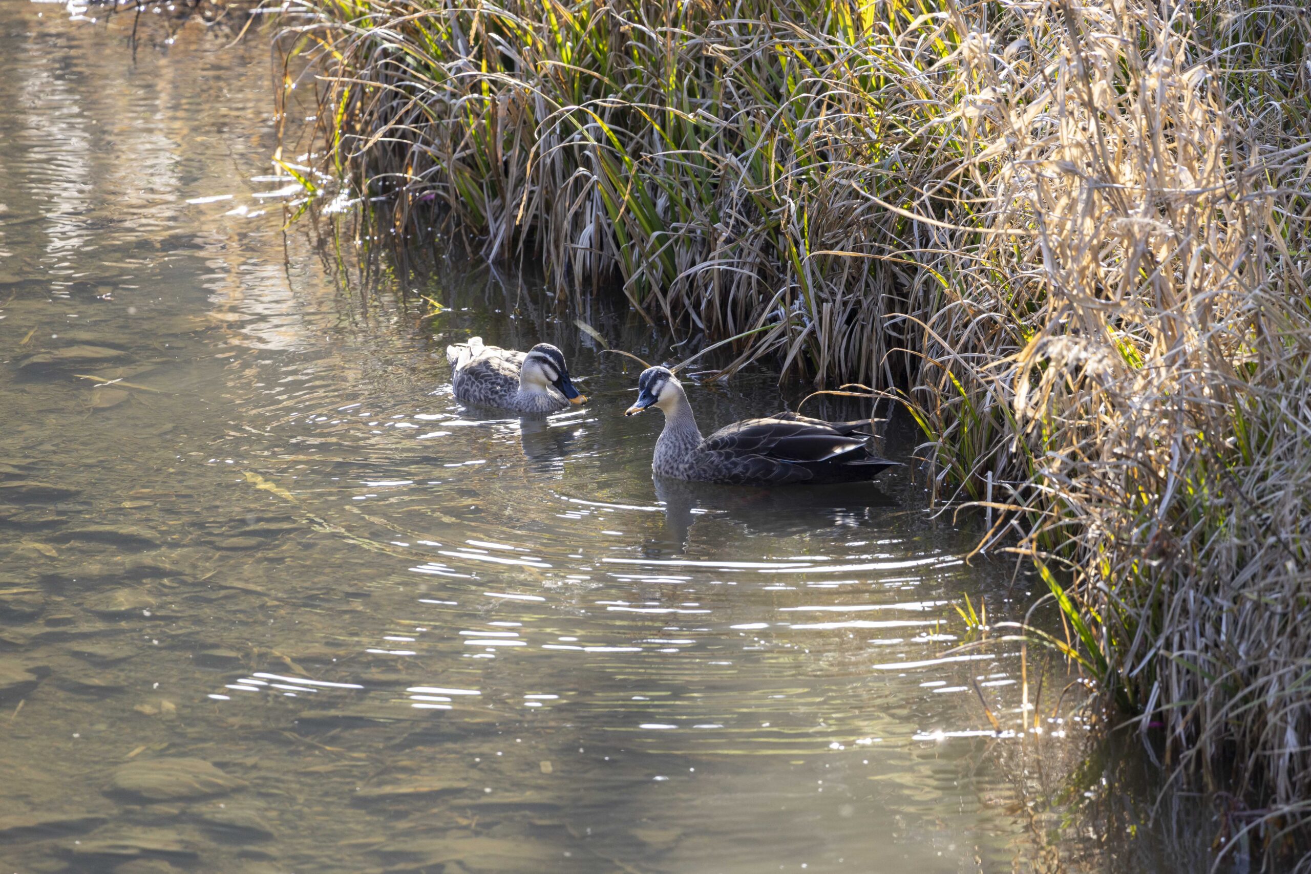 十郎川のカルガモ03