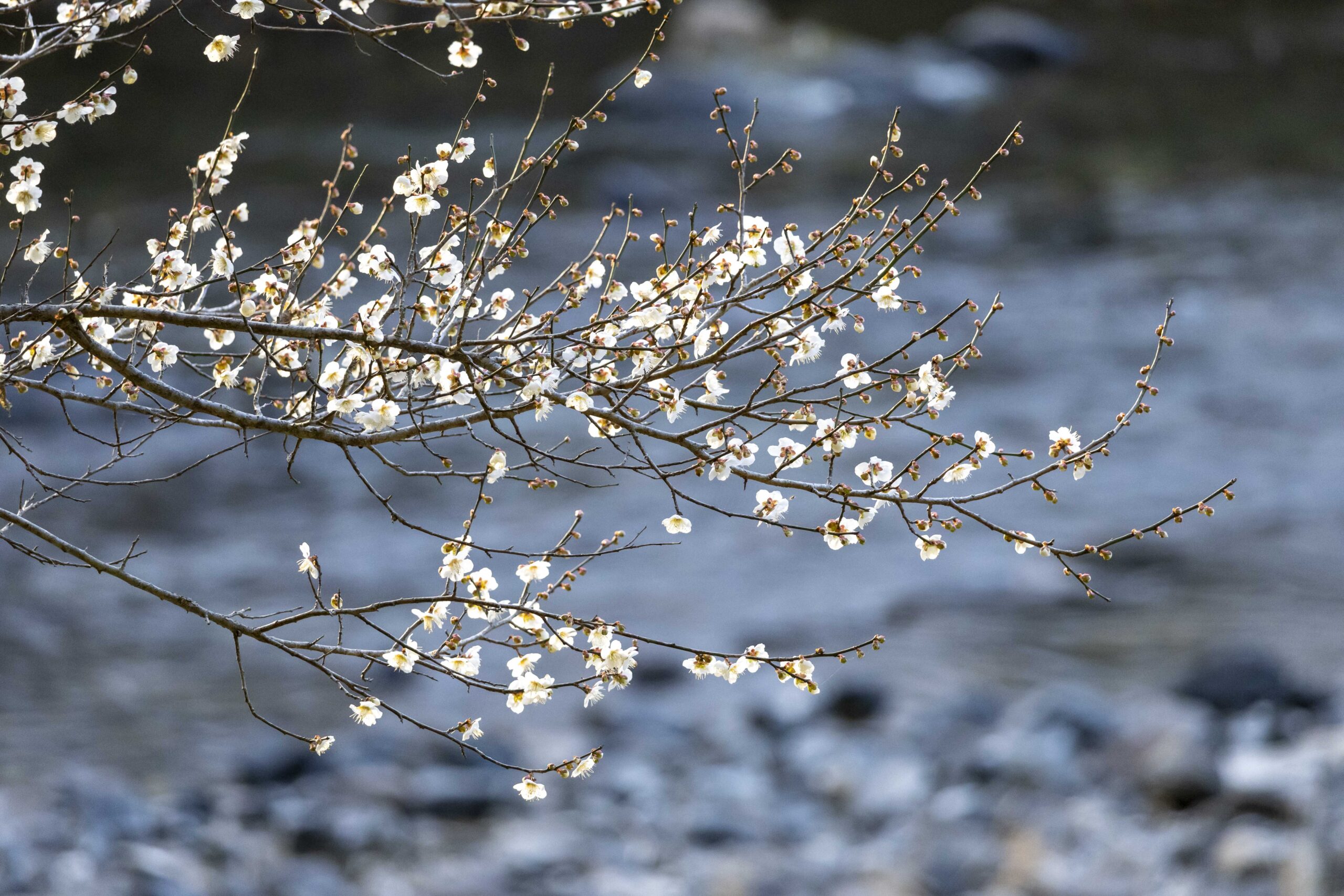 梅と島地川