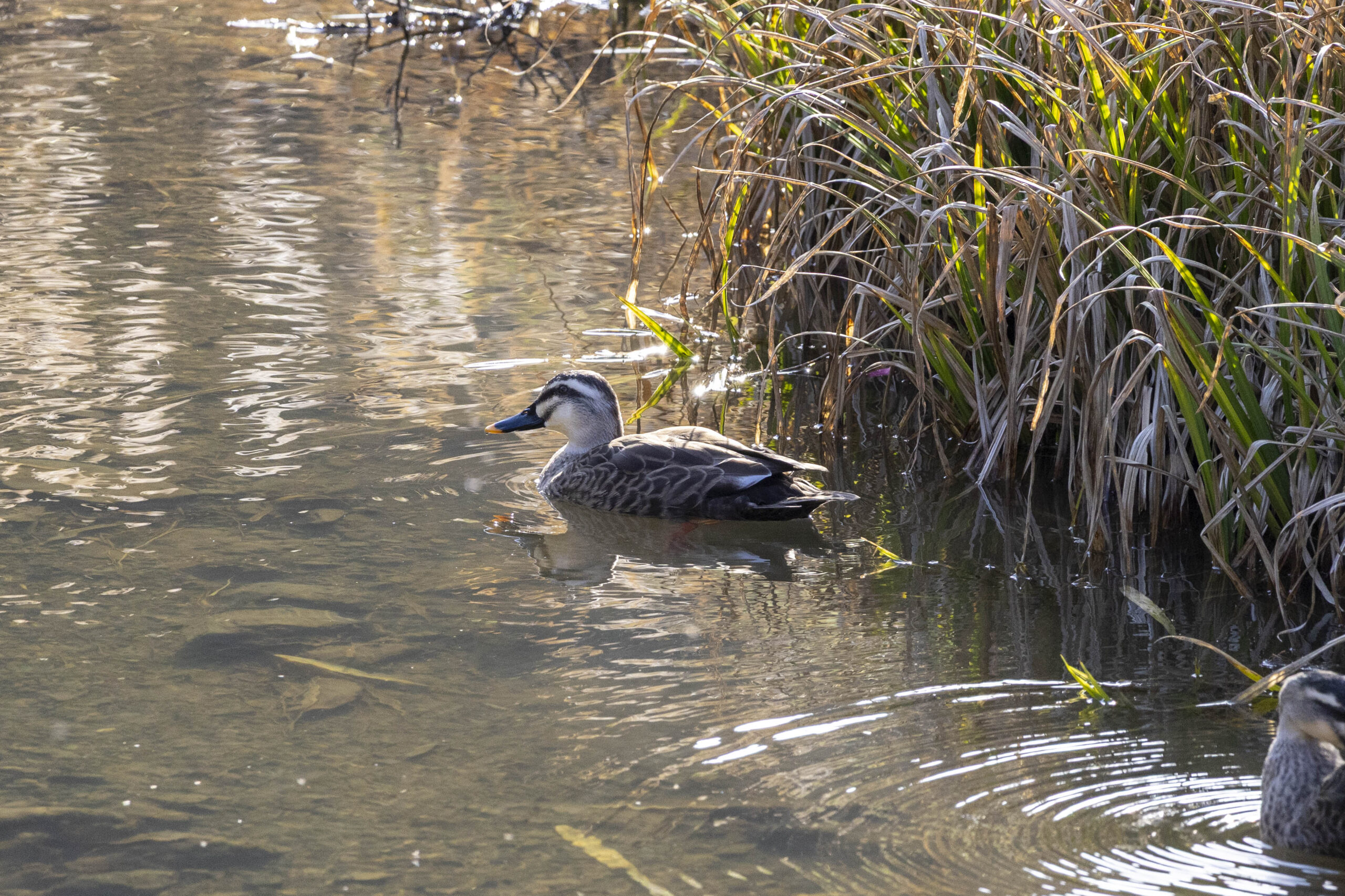 十郎川のカルガモ01