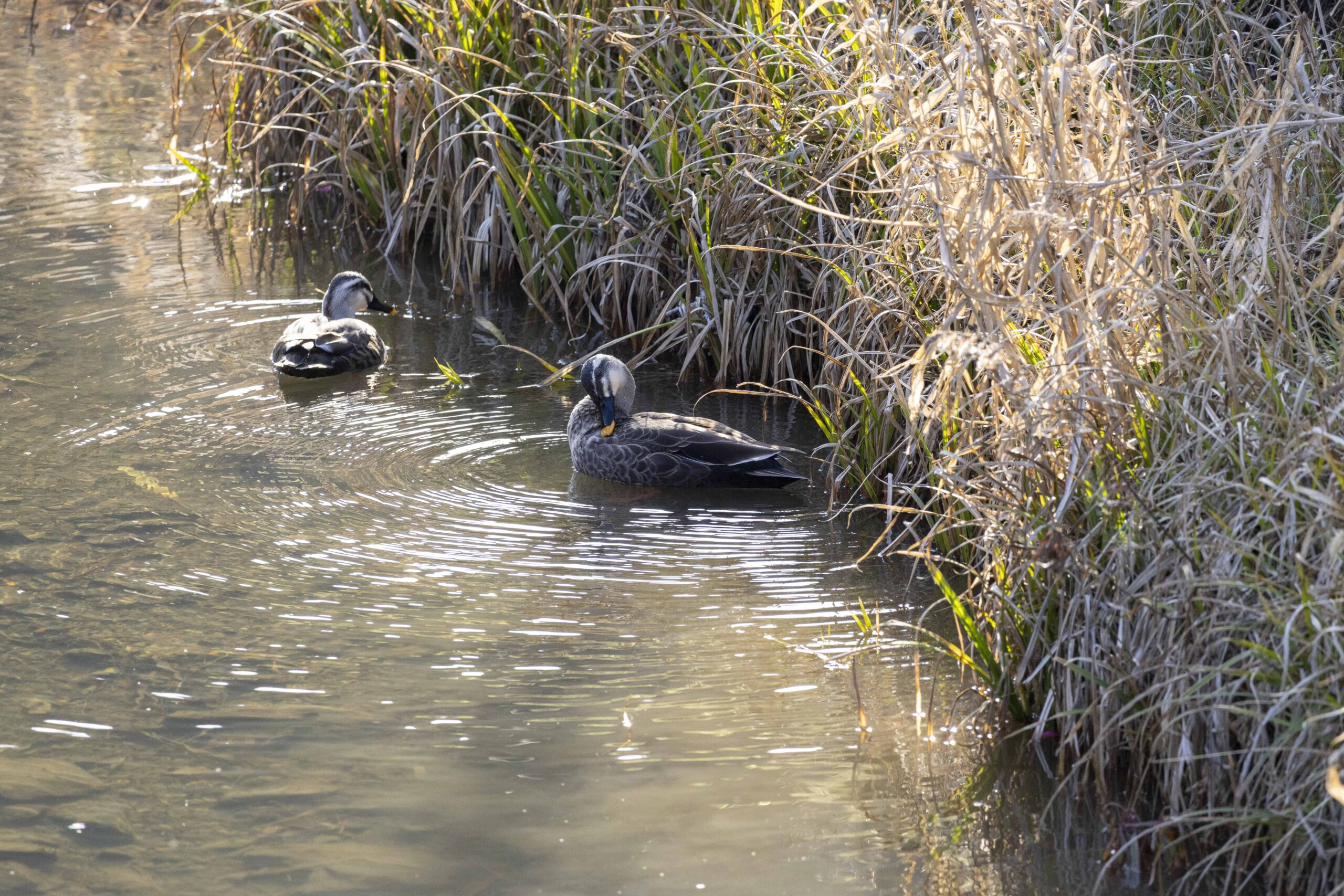 十郎川のカルガモ02